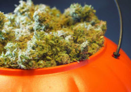 Halloween and weed.