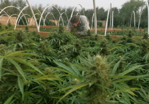 Recreation cannabis crop.