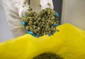 Cannabis love.