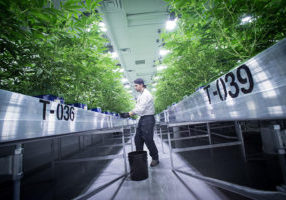 Checking on cannabis