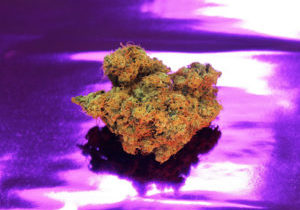 Weed on a purple background.