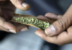 Rolling cannabis into a joint