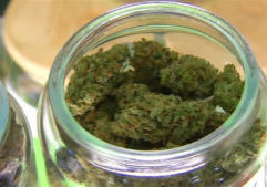 Marijuana in a jar.