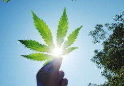 Weed in the sky.